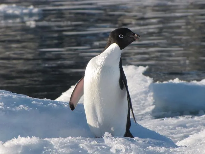 Adelie penguin, by Prof Bethan Davies