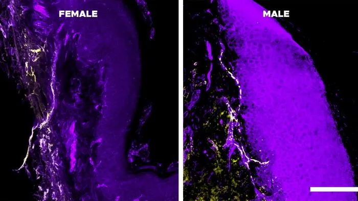Cell photos side by side