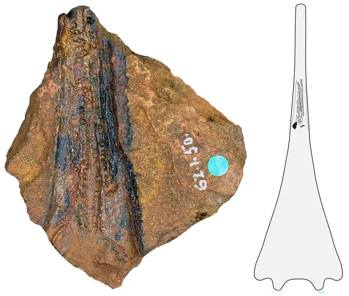 Jaw of the ancient marine amphibian Aphaneramma