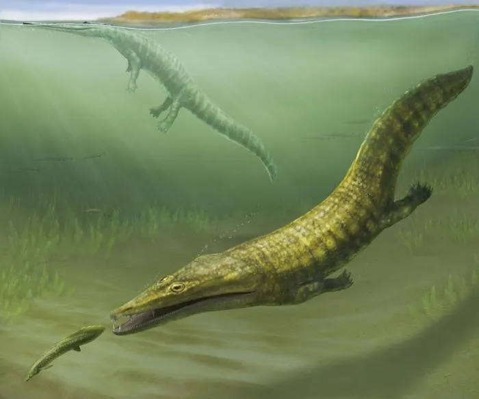 Ancient marine amphibians from Australia