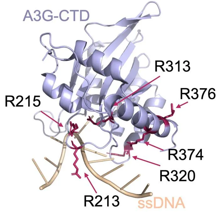 Making Gene Editing More Accurate
