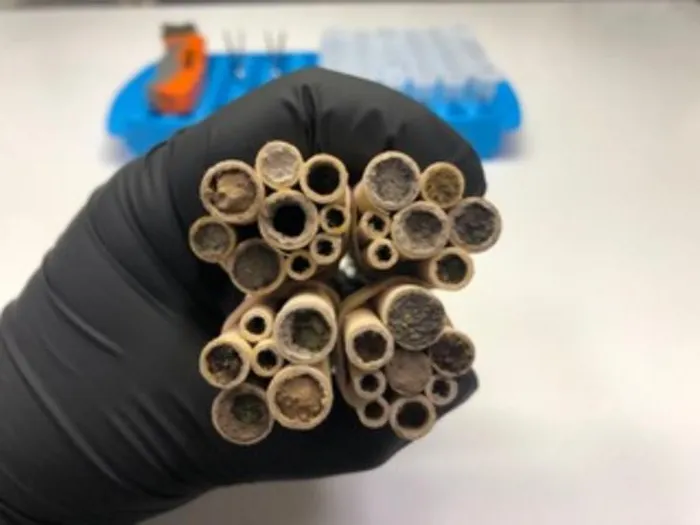 Nesting tubes gathered from one trap nest, ready to be cut open and processed