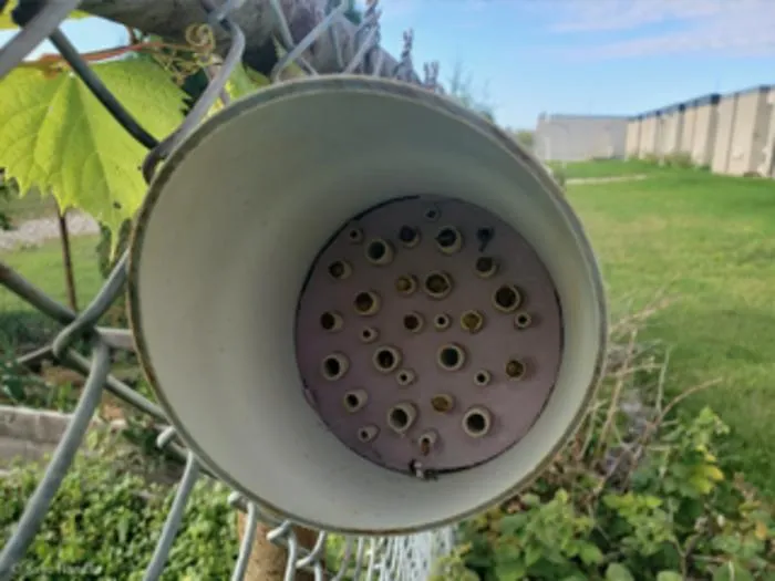 A trap nest installed at a Bees@Schools community science location. Multiple tubes nested in are visible.