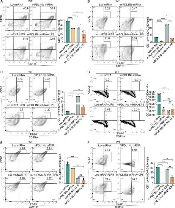 mPDL1Nb mRNA-LNP treatment inhibits BMDM differentiation and maturation and reduces PD-L1, CD80, CD86 and CD206 expression.