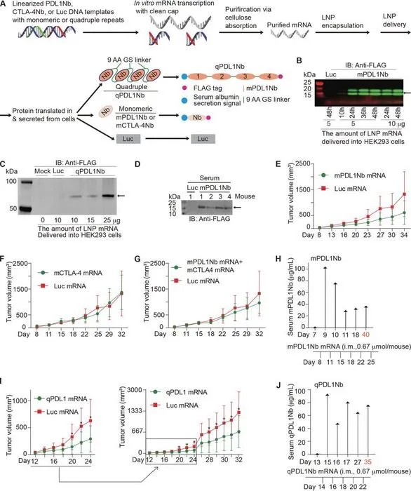 qPDL1Nb mRNA-LNP treatment suppresses MC-38 tumour progression.