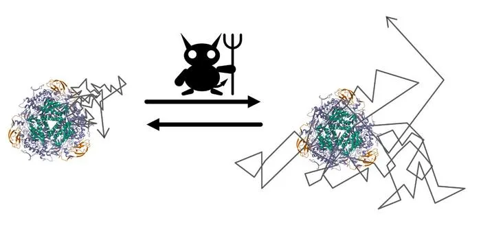 Enzymes as Maxwell's Demon