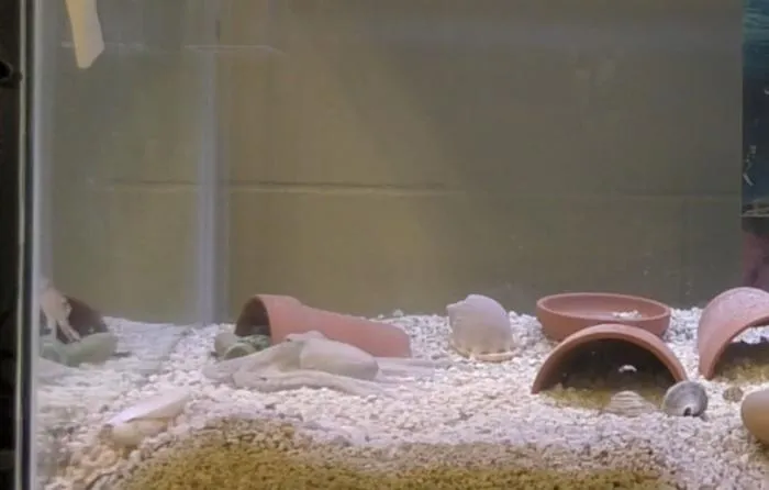 Octopus Predatory-Prey
