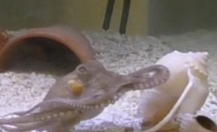 Octopus Predator-Prey