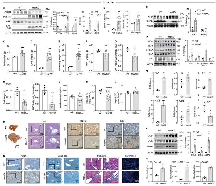 Hepatocyte-specific ATG14 deficiency leads to autophagy impairment, hepatomegaly and liver injury under normal dietary conditions.