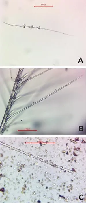 Feather fragments