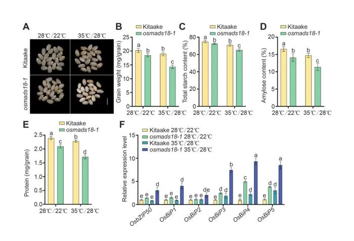 OsMADS18 also enhances grain quality under high-temperature conditions by modulating the expression of UPR genes