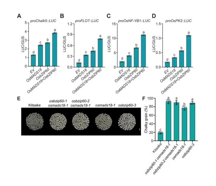 OsMADS18 and OsbZIP60 work in concert to regulate the expression of genes associated with chalkiness