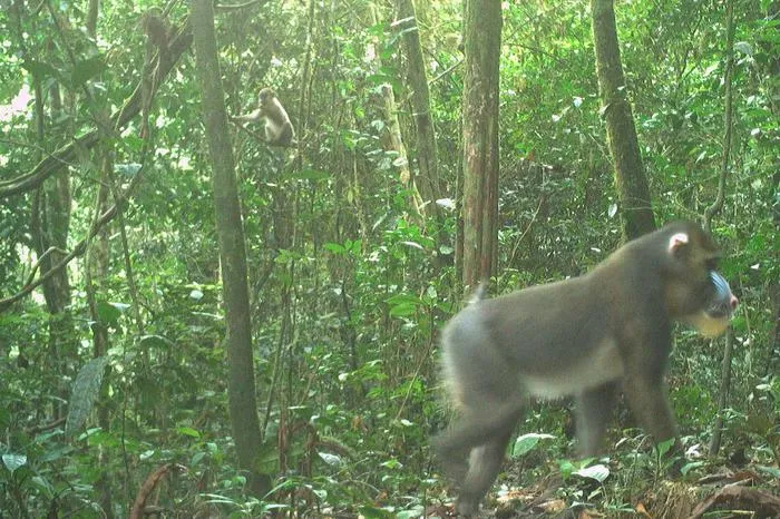 Male mandrill with youngsters