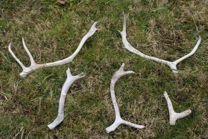 ANTLERS
