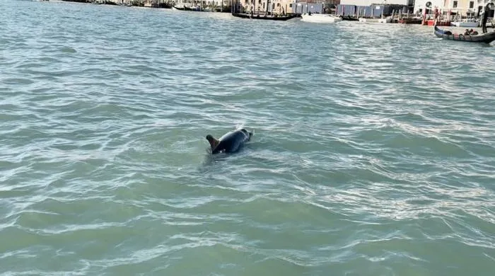 Bottlenose dolphin in Venice
