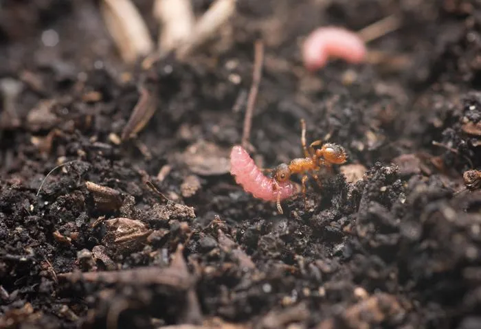 Ant carrying a Maculinea butterfly caterpillar
