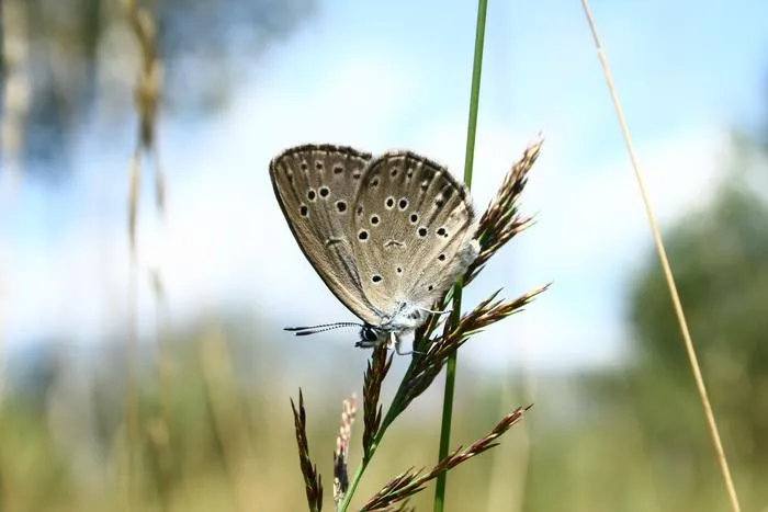 Adult Maculinea butterfly