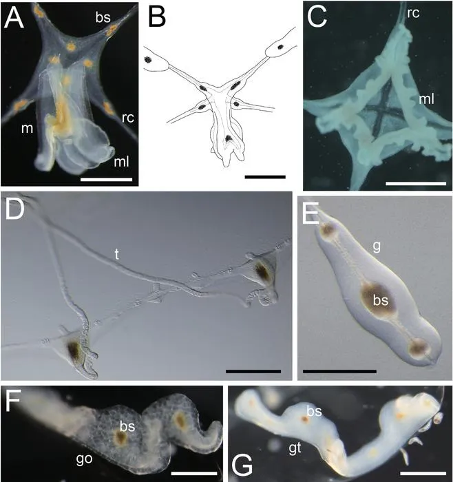 Enlarged view of the structures of living Malagazzia michelin