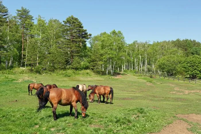 Why letting museum visitors smell horse manure might be good for conservation