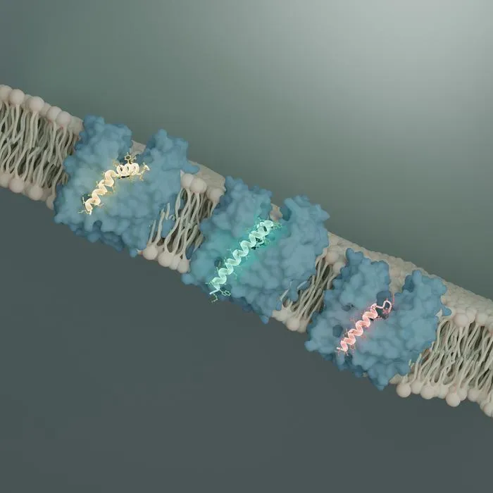 Finding New Ways to Kill Bacteria: New Insights into the Transporter MurJ