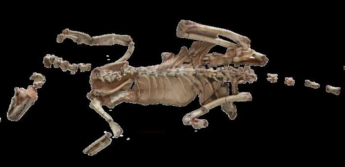 Alnashetri Bones