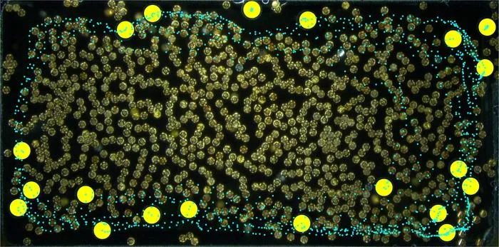 Microrobots act as motors