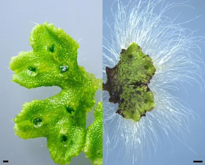 260226_Ishizaki-Phosphorus-Rhizoids