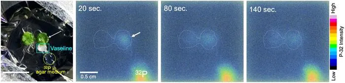 260226_Ishizaki-Phosphorus-Movement