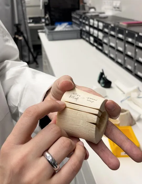 Bovine bone with deep laser cuts