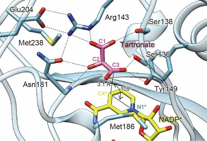 Crystal structure of Ltn3D in complex with coenzyme (NADP+) and tartronate (competitive inhibitor)