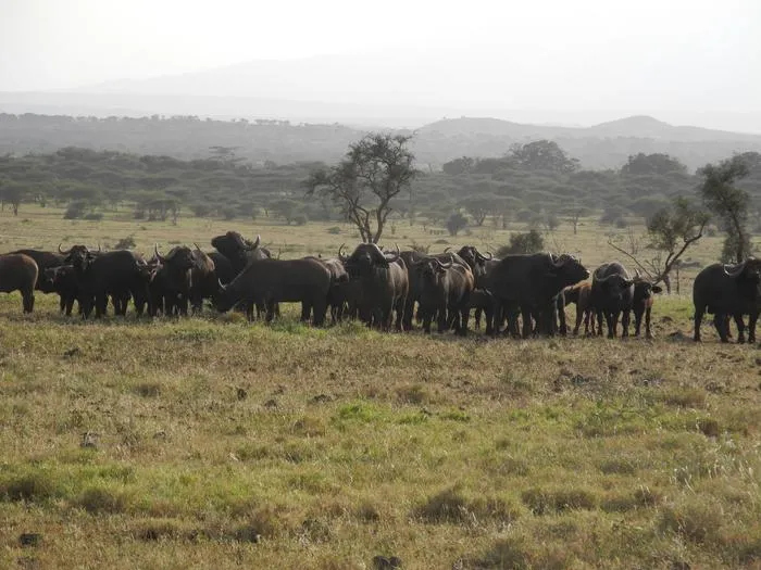 Tanzania Landscape