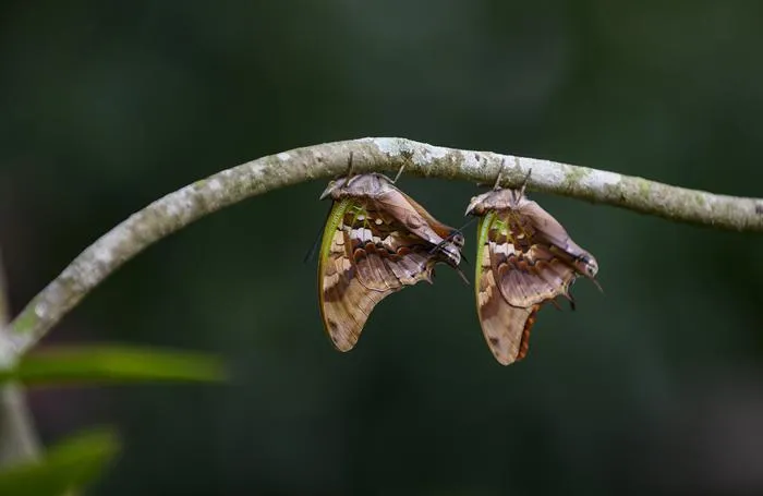 Butterflies