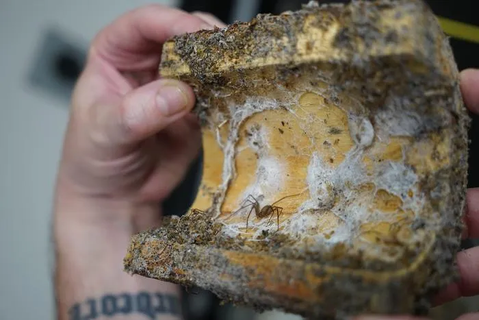 Closer look at Mediterranean recluse spider in dwelling -- credit USF