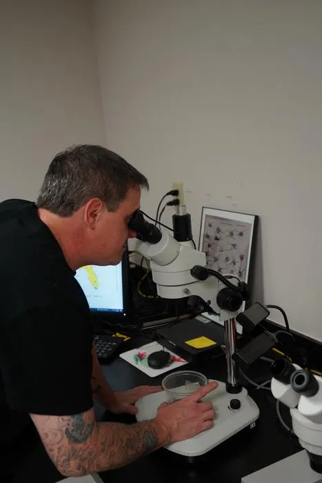 Louis Coticchio in the lab examining specimens -- credit USF