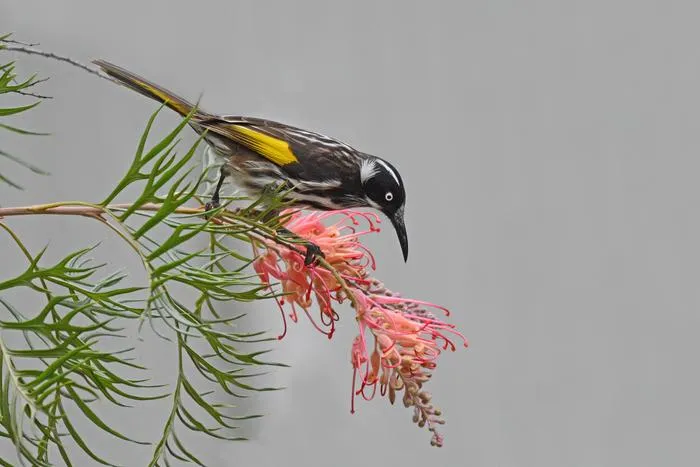 New Holland honeyeater