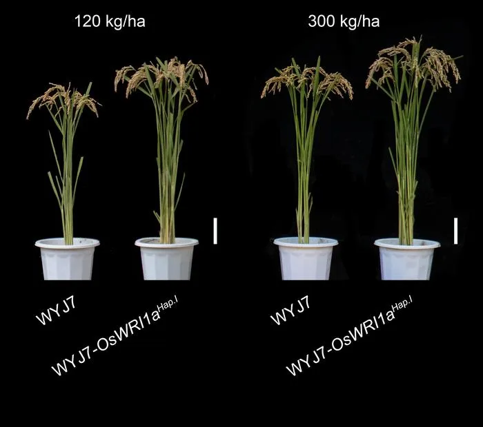 Mature rice