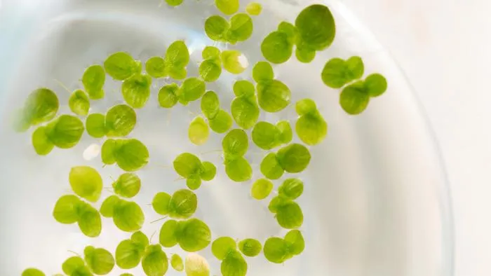Duckweed in a petri dish