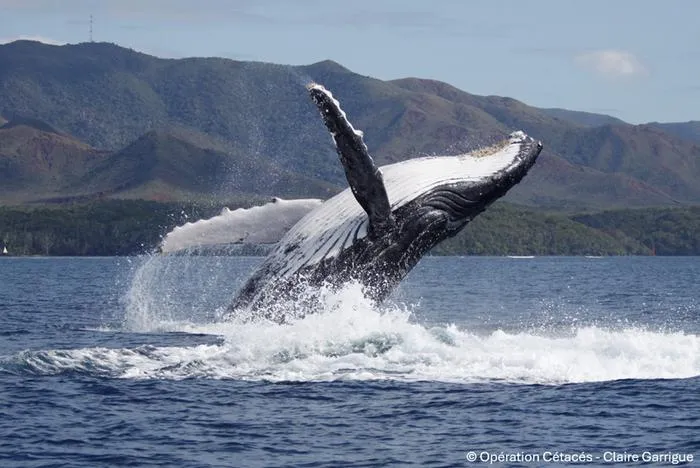 Humpback whale