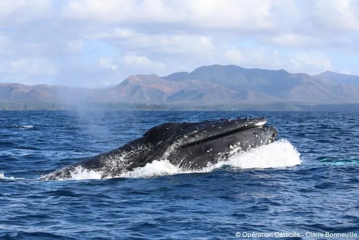 Humpback whale