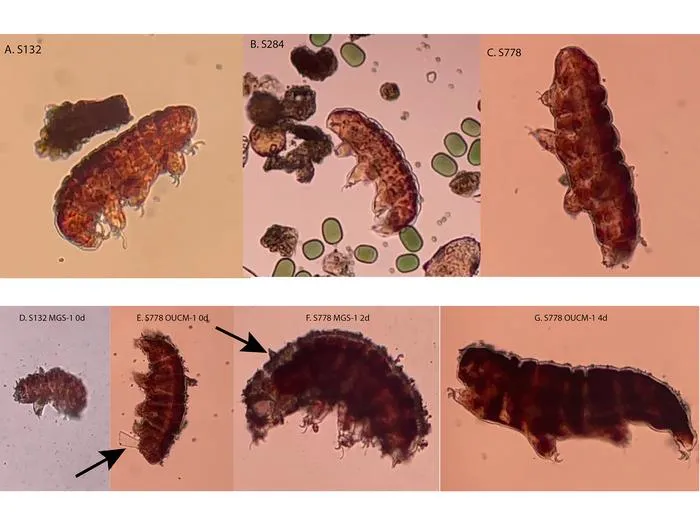 Tardigrades before and after