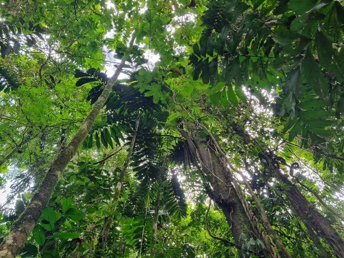 View from below into the treetops of a lowland forest in Costa Rica.