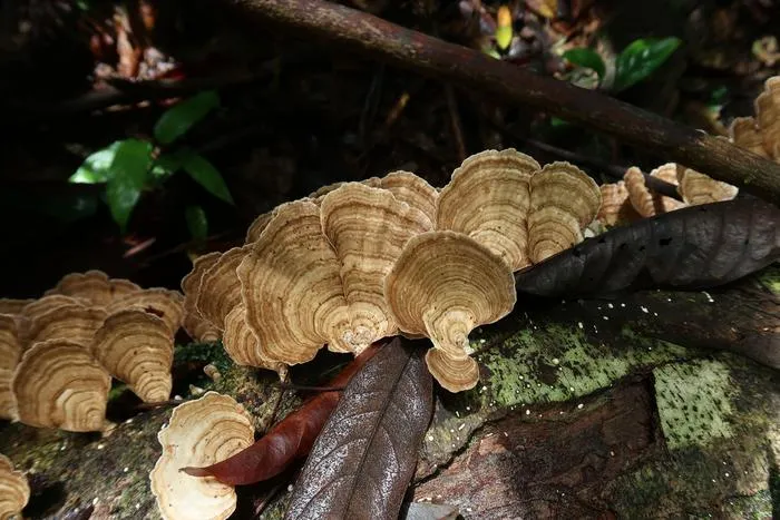 Cubamyces menziesii
