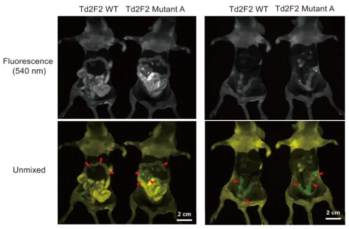 Glowing tumors