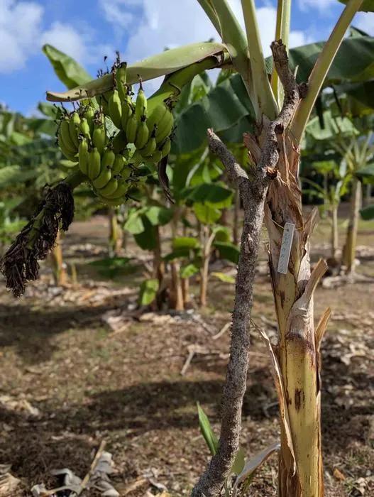 Bananas growing on University of Guam agricultural research station