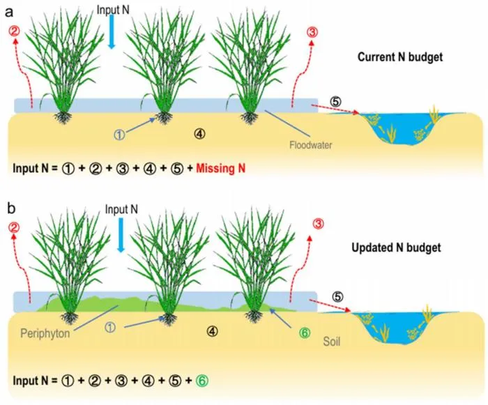 Periphyton closes the nitrogen budget gap in rice paddies