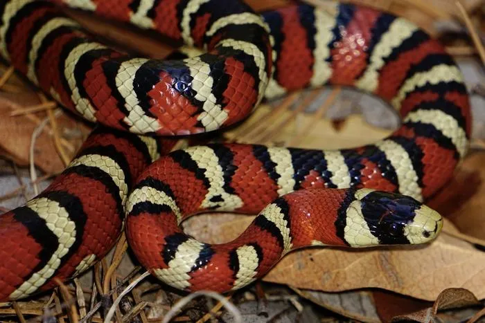 Southern Arizona mountain kingsnake