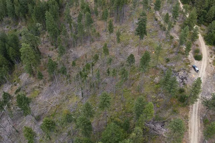 Area of heavy thinning