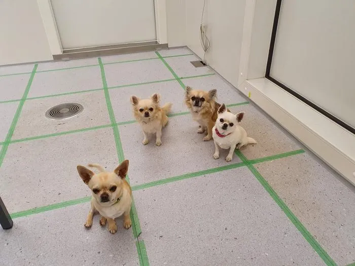 Big and small dogs both impact indoor air quality, just differently