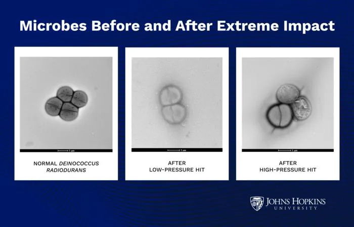 Microbes before and after extreme impact