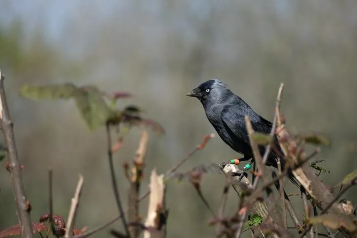 Adult jackdaw